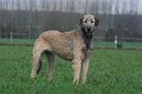 IRISH WOLFHOUND 268